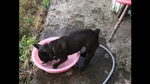 French bulldog I love water.