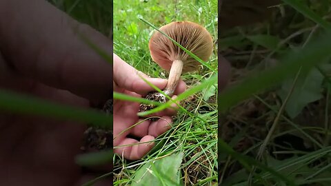 Agaracoid mushrooms From Dog Poo? #mushroomhunting