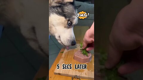 Husky chef #cutedogs #dogs #husky #funnydogs #funnyhuskyvideo #pets #huskylife #dogseating #dogfood