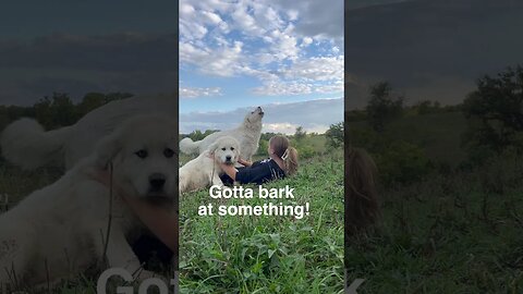 Belle is so sweet!... and crazy 🤪 #shorts #greatpyrenees #farmlife #cute #dog #homestead