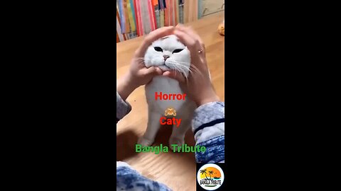 horror caty