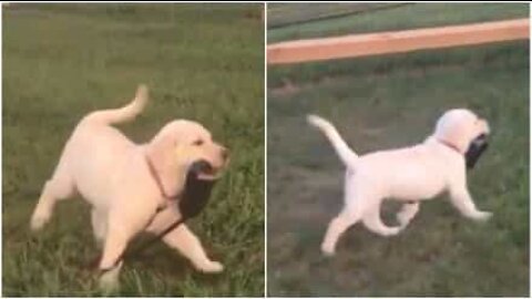 Puppy shows that she is a big girl and can take herself for walks