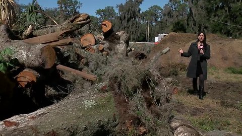 Storms trap several horses in their stalls; Hillsborough County crews rescue them