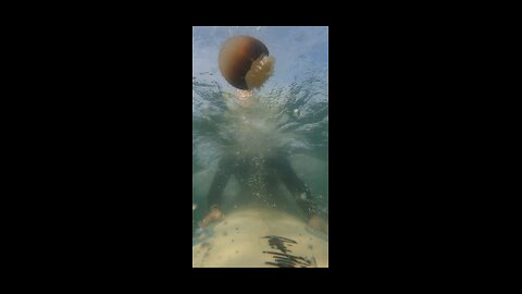 box jelly fish surfing Florida