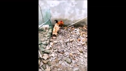 Tiny dog forces chicken to the ground! Funny