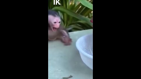 Funny Monkey