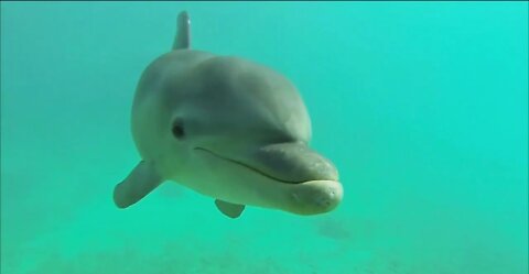 Wild Dolphins Swimming - Compilation