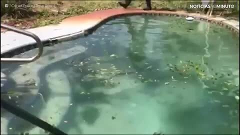 Filhote de jacaré é encontrado em uma piscina na Florida