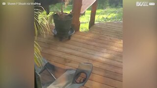 Un ours s'invite sur sa terrasse, attiré par la mangeoire à oiseaux