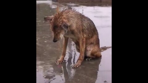 The dog's owner abandoned him after moving, so pitiful