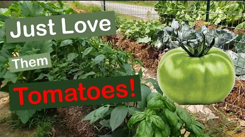 Just Love Them Tomatoes