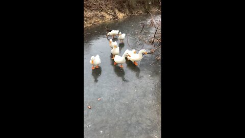 Ducks on Ice