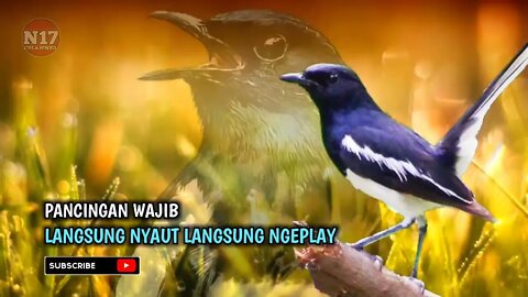 Kacer Gacor Pancingan Kacer Malas Bunyi Pasti Nyaut Nature Sounds Magpie Robin CHANNEL