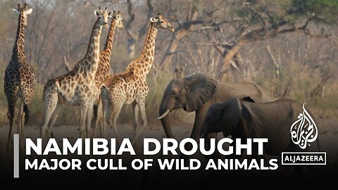 Namibia drought: Govt to cull 700 animals as part of relief programme