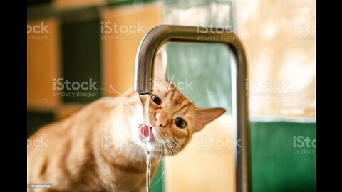 Why cats move water bowls before drinking water