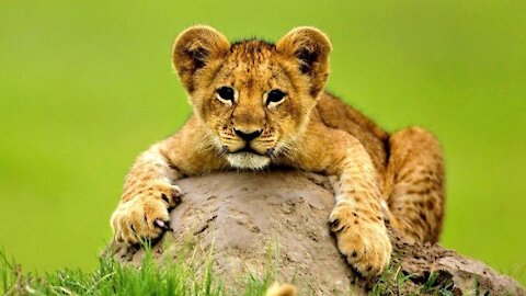 Charming Lion Cubs Roaring - The Baby Edition Compilation.