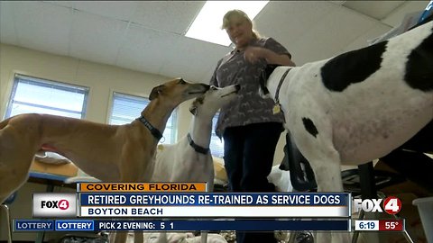 South Florida nonprofit retrains greyhounds for life after racing