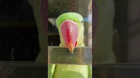 cute parrot, parrot video, talking parrot, budgies care 2022.