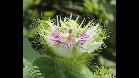 Wild Passion Fruit