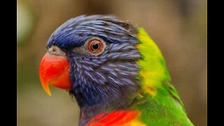 Curious parrot spies on owner