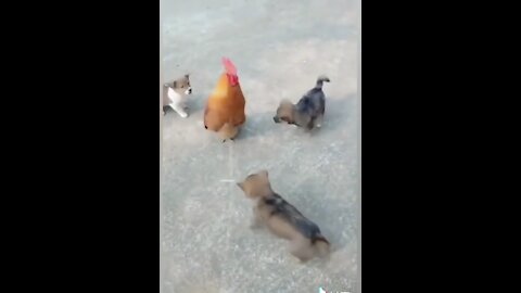 Dogs vs Chickens Fight - Funny Videos Part2