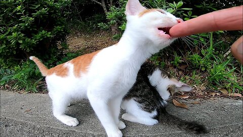 A stray cat kitten came to be gorogoro