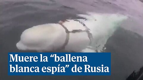 Hallan muerta a la "ballena blanca espía" Hvaldimir en Noruega