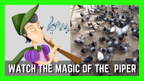 "Still Hungry" Pigeons Following Me After Feeding Session | Funny Birds