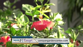 Metro Blend: Canoyer Garden Center