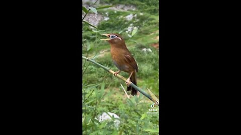 The bird sing song