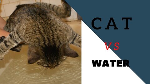 Cats Vs Water Funny Video and so Laugh 😂🤣