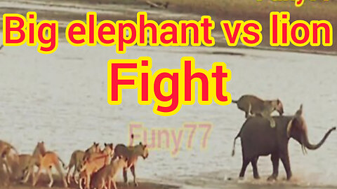 Big Elephant vs Lion Fight