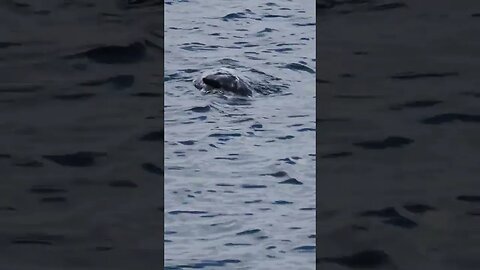 A grey seal doing a twirl in Brixham harbour #animals #wildlife #mammals #sealife #seal #outdoors