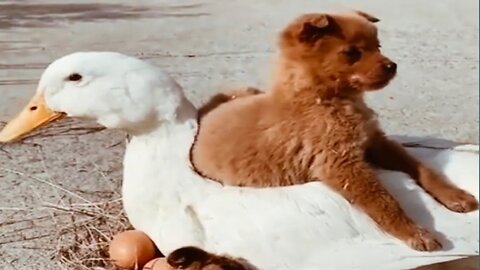 The Dog loves the Duck like his mother