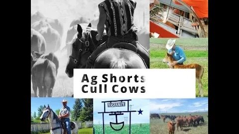 Culling Cows | How We Determine Who Stays & Who Goes - Ag Shorts