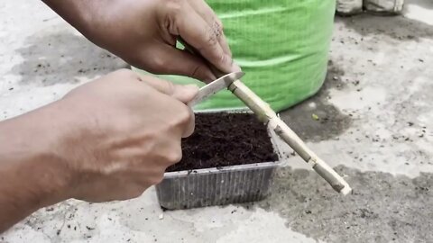 How To Grow Mango Tree From Cutting Very Unique Techniques