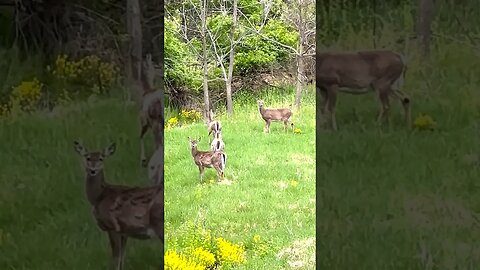 Herd Of White Tailed Deer #shorts