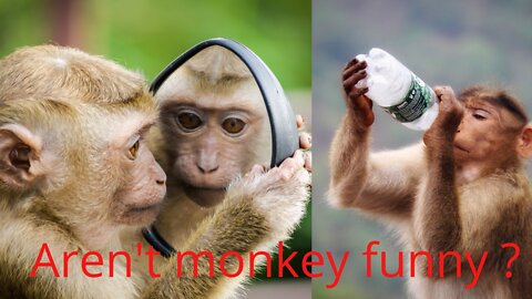 Aren't monkeys just the funniest? - Funny monkey compilation..