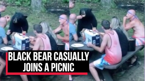 Bear Invited to Family Picnic