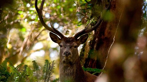 Stag VS Photographer Fiordland National Park