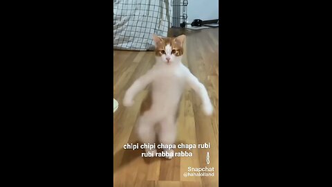 dancing cat funny vedios