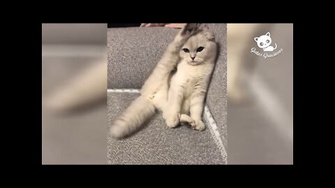 Gatos-Videos de risa de gatos chistosos