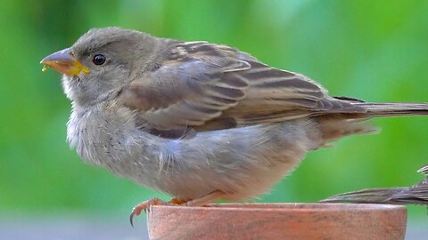 More of House Sparrows and the Feeding Bowl