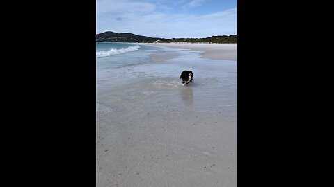 Dog and Dolphins