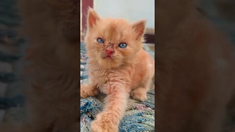 Cute Cats🐈‍⬛😘🥰#cats#cutecat#cutecatshorts#pets#cutepets#funnycats#viral#tiktok#viralvideo#funnycats