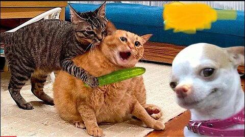 Funniest Cats And Dogs Videos Funny Animal Videos 2024#7 - Best