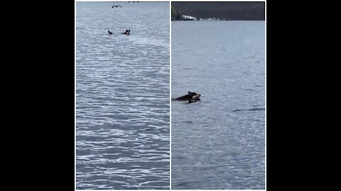 Stubborn husky swim far away