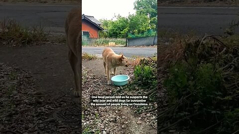 Feeding Norainu (street dogs) on Omishima, in Imabari, Ehime, Japan