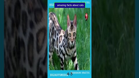 20 amazing facts about cats 3 4