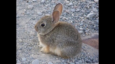 Saving A Baby Rabbit From Mokie The Cat - Then Horses Sneak Up & Scare Me - Guess It's Pay Back